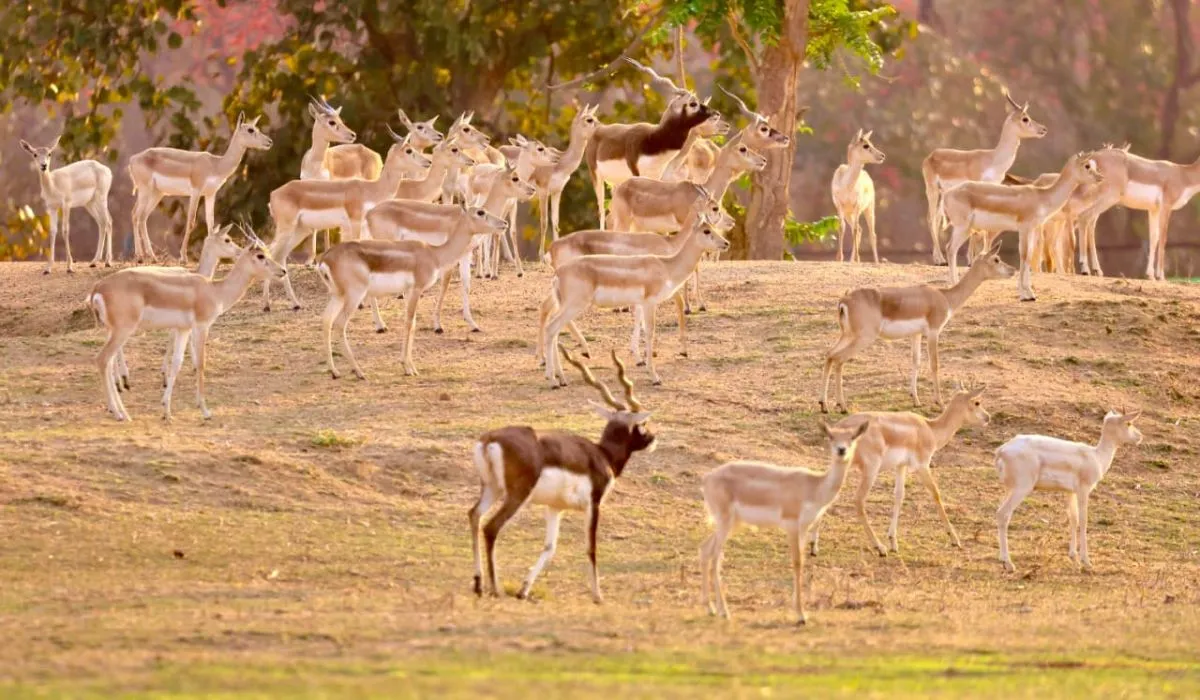 Chhattisgarh News