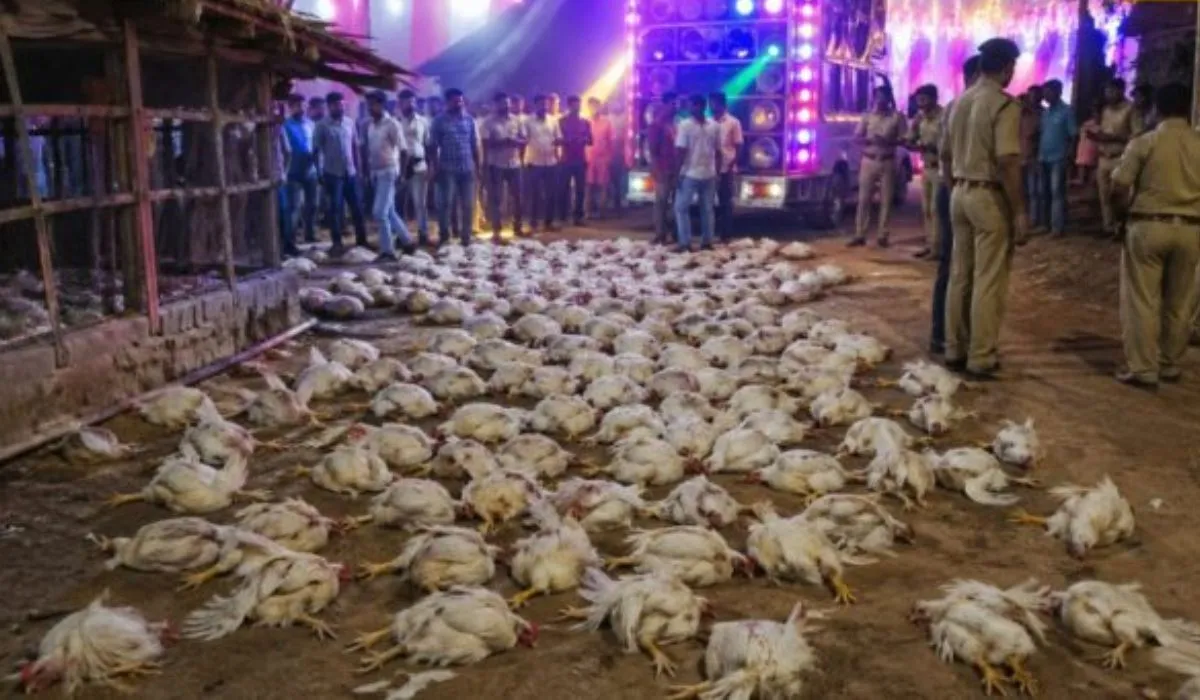 DJ sound kills Chickens