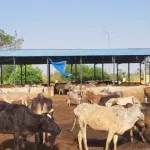 Kasganj Pachlana Gaushala Case