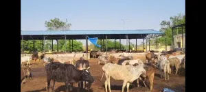 Kasganj Pachlana Gaushala Case