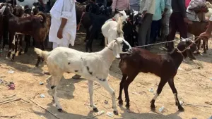 Bakrid guidelines in Delhi