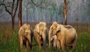 Things to do in assam