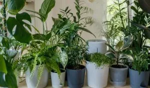 Summer Home Decoration Tips