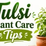 Tulsi Plant Care Tips