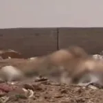 Rotting cow carcasses in Jaisalmer Dumping Yard