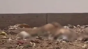 Rotting cow carcasses in Jaisalmer Dumping Yard