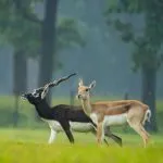 Chhattisgarh News