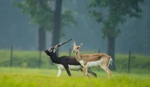 Chhattisgarh News