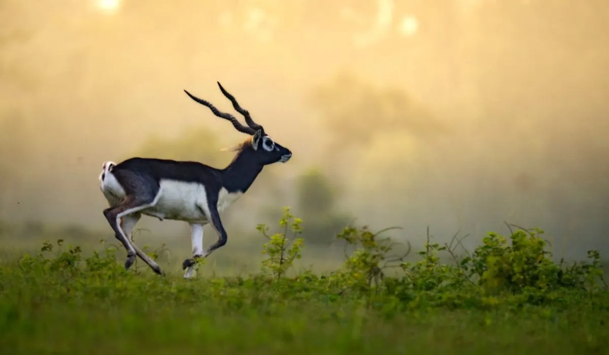 Chhattisgarh News