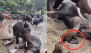 Dubare Elephant Camp Tragedy (source: social media )