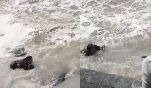 Mother Saves Child Viral Video