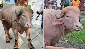 Viral Buffalo in Bangladesh (Image- Social Media)