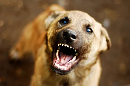 Shahjahanpur Dog Attack Case