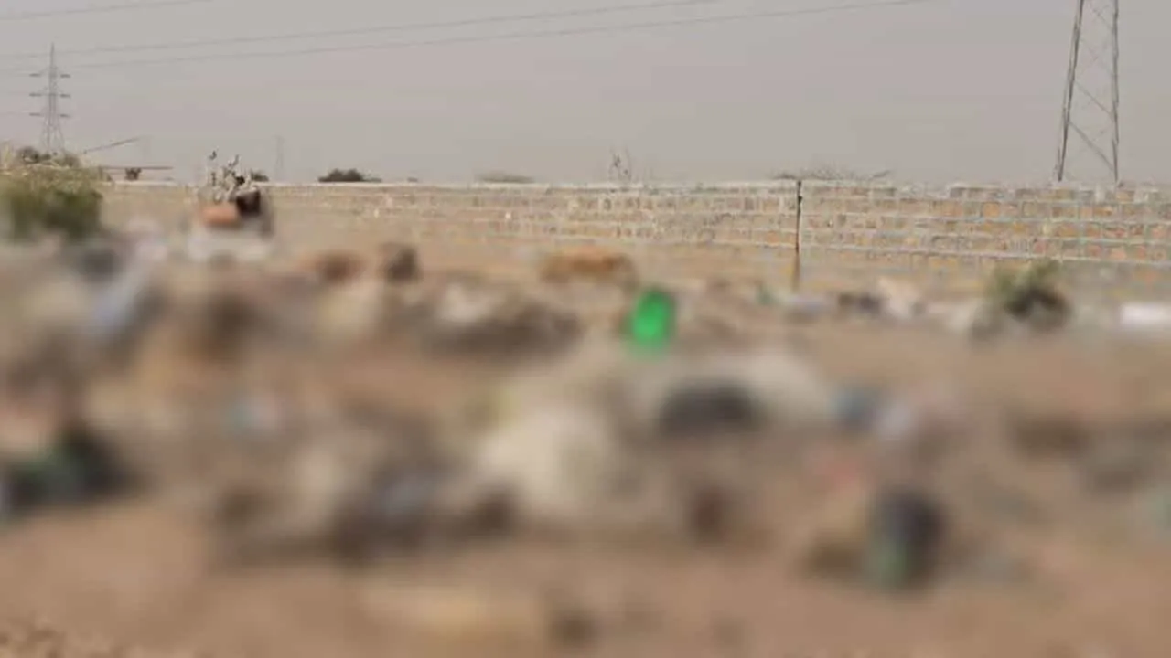 Rotting cow carcasses in Jaisalmer Dumping Yard