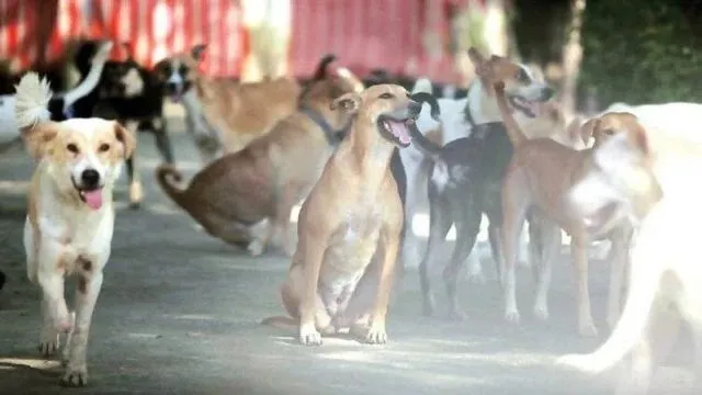 Shahjahanpur Dog Attack Case