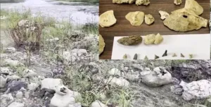 Odisha Miocene Fossils Discovery