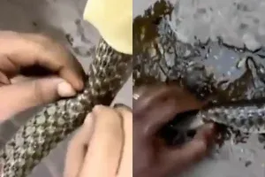 Pushkar Sarovar Snake Rescue