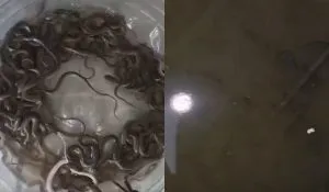 27 Snakes Found In Water Tank (credit S-M)