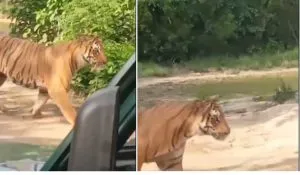Corbett Tiger Reserve BJP Leader Video (CREDIT-SM)