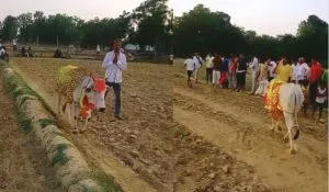 Cow Circling Field for 7 Days (CREDIT-SM)