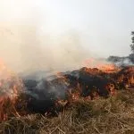 Delhi : पराली रोकने के लिए जागरूकता नहीं; सही समय पर सही संवाद जरूरी...',जानें CEEW के नए अध्ययन में और क्या पता चला?