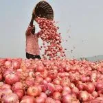 Sikar Onion Farming