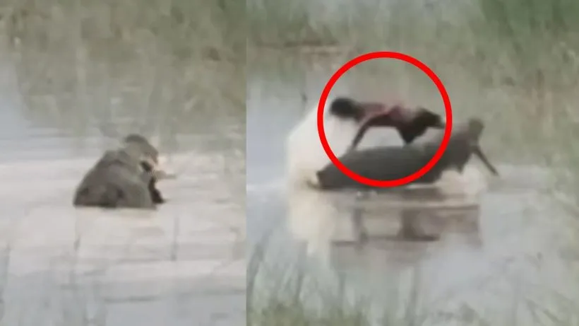 Bahraich Crocodile Attack on Child
