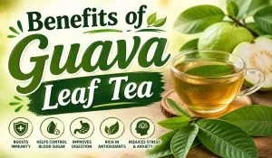 Benefits of Guava Leaf Tea