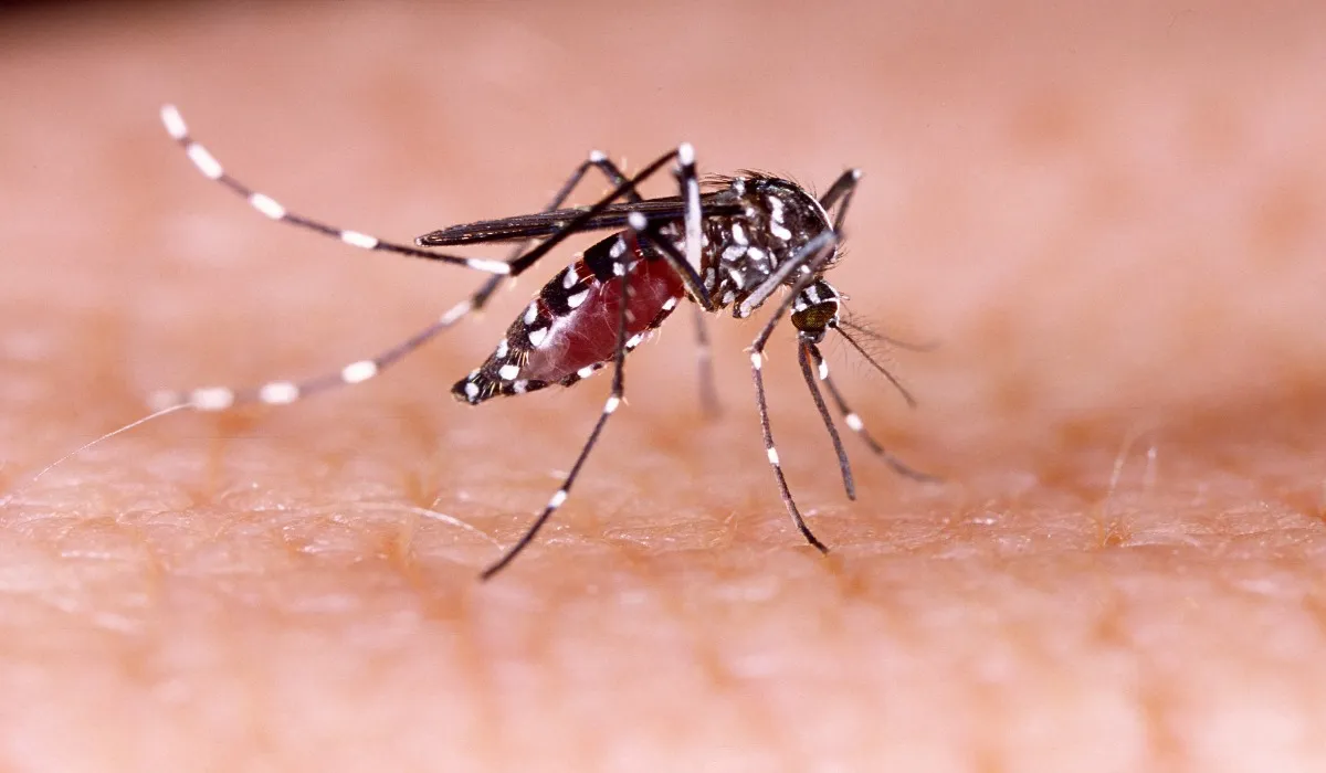 dengue prevention at home