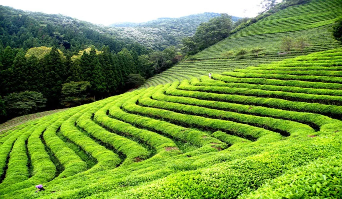 Munnar monsoon itinerary