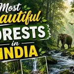 Most Beautiful Forests in India