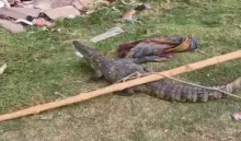 Kota Hostel Crocodile CCTV Viral Video