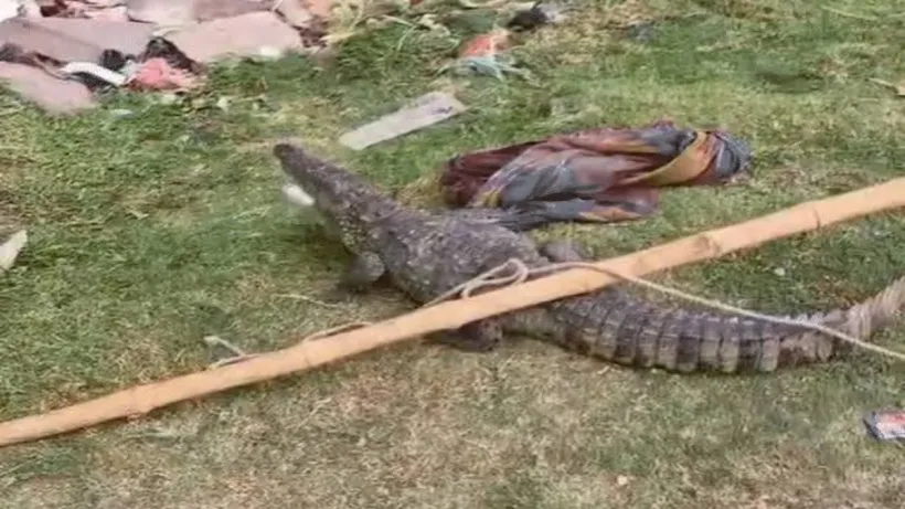 Kota Hostel Crocodile CCTV Viral Video