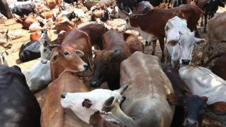 Banning Cow Slaughter In Tamil Nadu