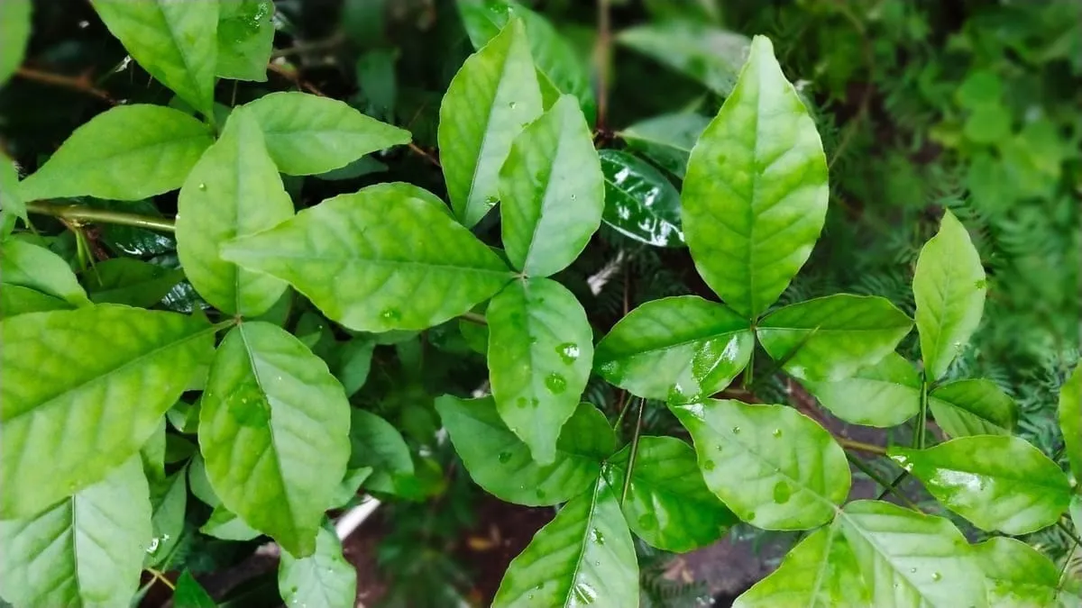 Belpatra Plant
