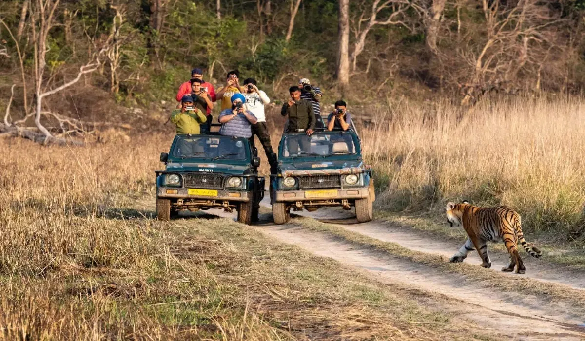 Budget wildlife safari