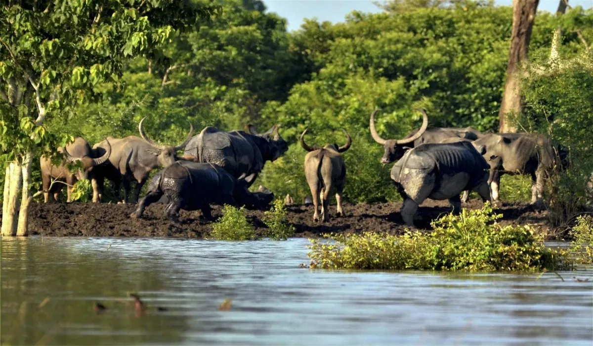 Tiger tracking tours