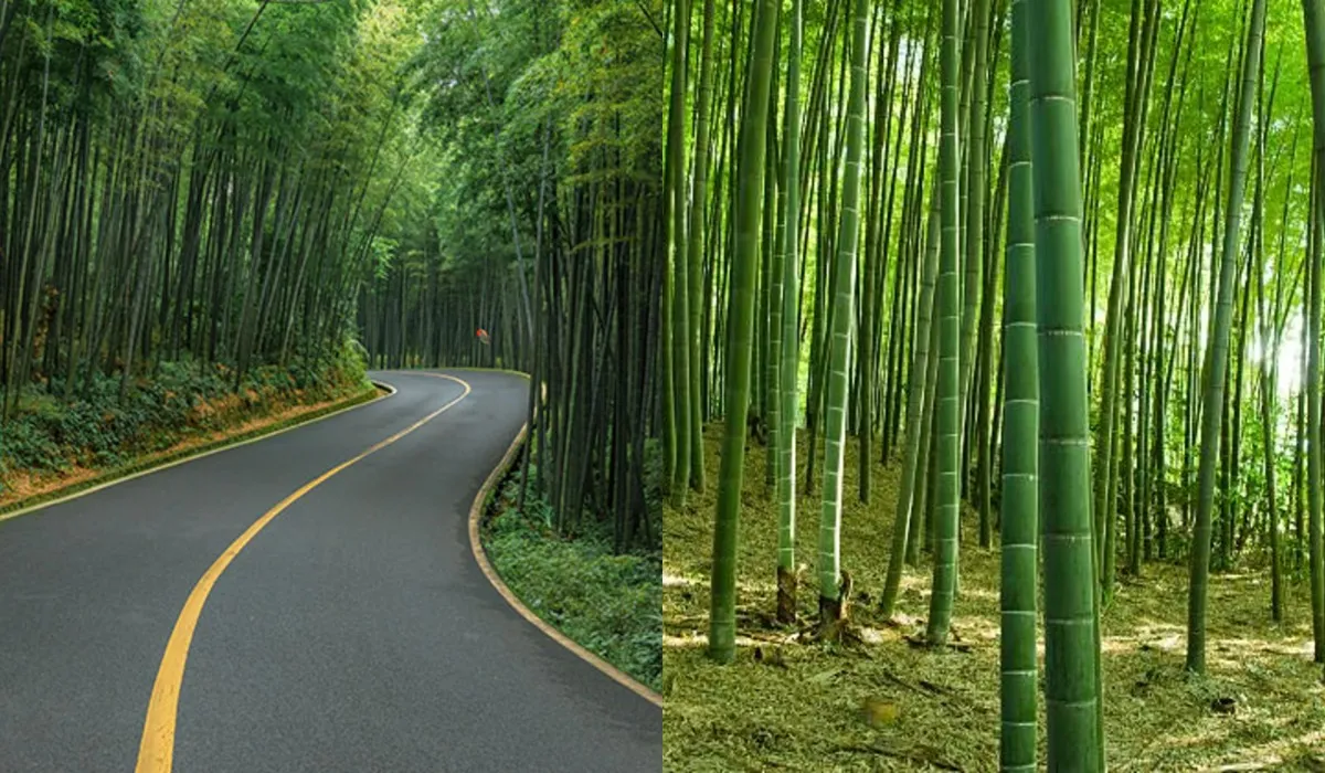 Hidden Bamboo Forests