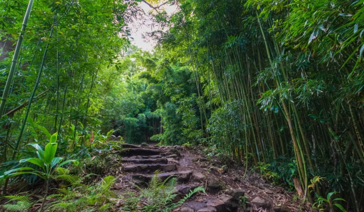 Nature trail bamboo forest