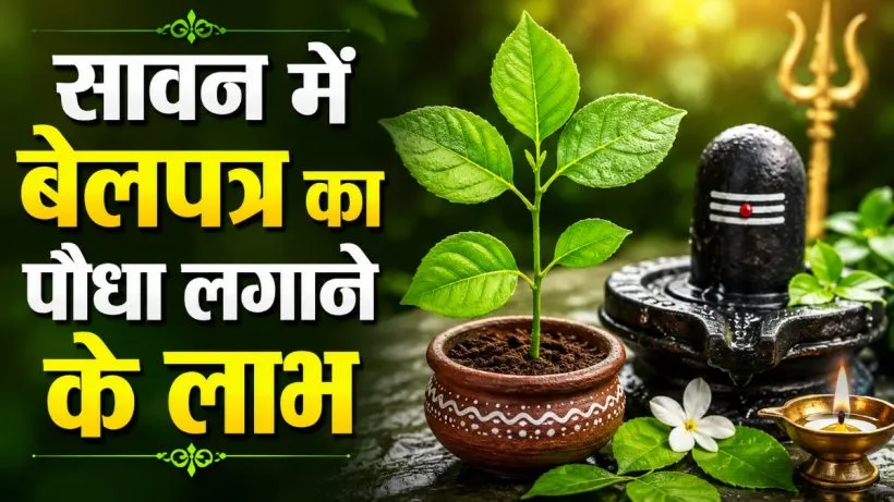 Sawan me Belpatra ka Paudha Ghar me Lagana