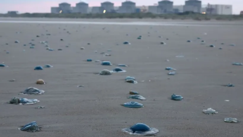 JellyFish attack on Nuclear Plant