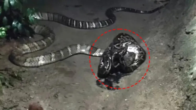 King Cobra vs Python Fight Video