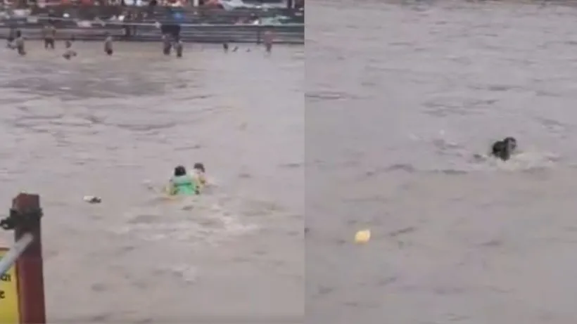 Haridwar SDRF Rescue Viral Video ( credit social media )