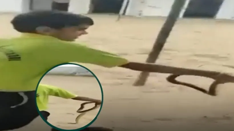 Child Holding Snake Viral Video (credit social media )