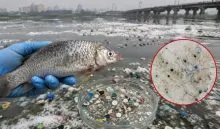 Yamuna fish