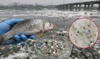 Yamuna fish