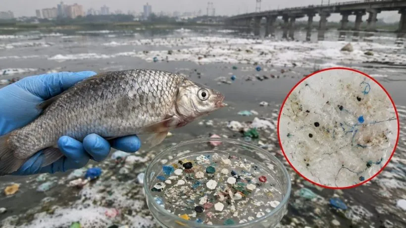 Yamuna fish