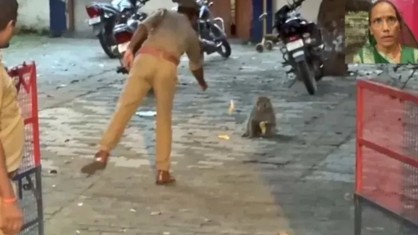 Ayodhya Monkey Stole ₹42 000(credit social media )
