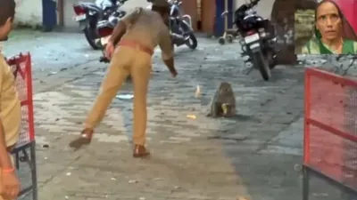 Ayodhya Monkey Stole ₹42 000(credit social media )