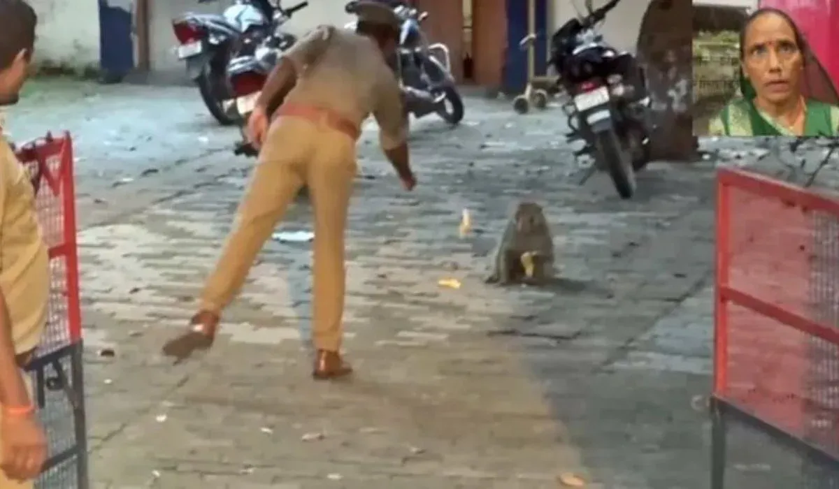 Ayodhya Monkey Stole ₹42 000(credit social media )